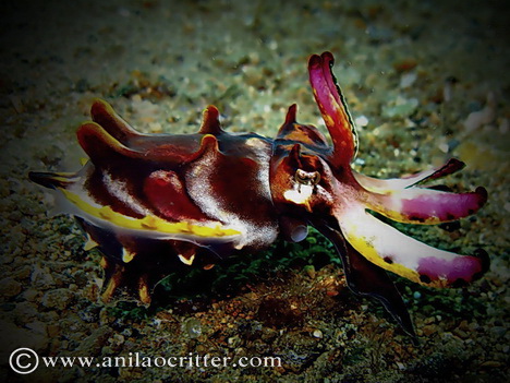 Scuba Dive in Anilao - Underwater Macro Photography, Anilao Muck dive